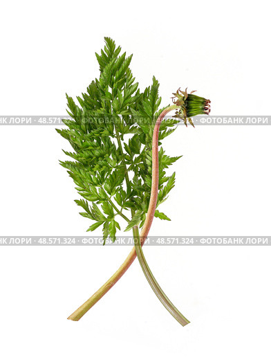 Closed dandelion bud and delicate chervil (Anthriscus cerefolium) sprig isolated on white background, cutout ready. Стоковое фото, фотограф Елена  Попкова / Фотобанк Лори