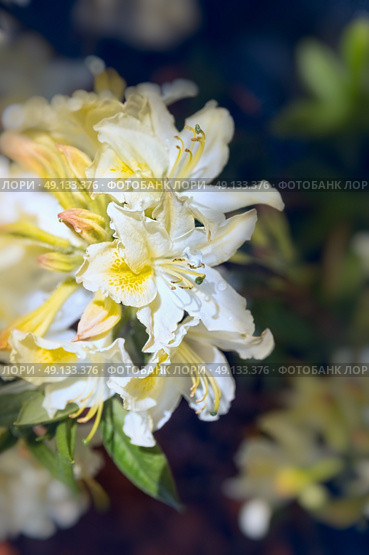 Closeup of a white yellow rhododendron flowers, outdoor. Стоковое фото, агентство Ingram Publishing / Фотобанк Лори