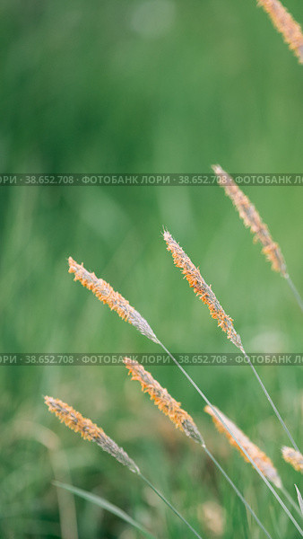 Closeup of blooming hay field in summer in Finland with bright sunlight at the backround. Стоковое фото, фотограф Мария Мороз / Фотобанк Лори