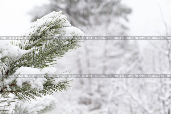 Closeup of Christmas-tree. Стоковое фото, агентство Ingram Publishing / Фотобанк Лори