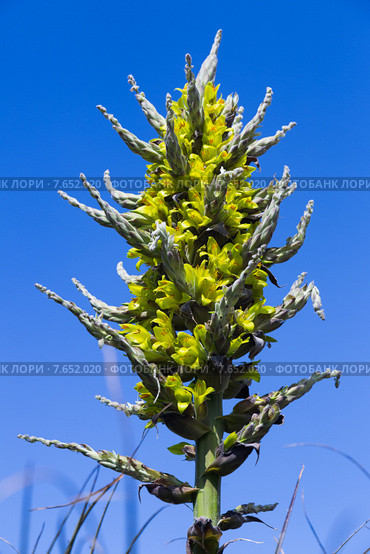 Closeup of Puya chilensis. Стоковое фото, фотограф Яков Филимонов / Фотобанк Лори