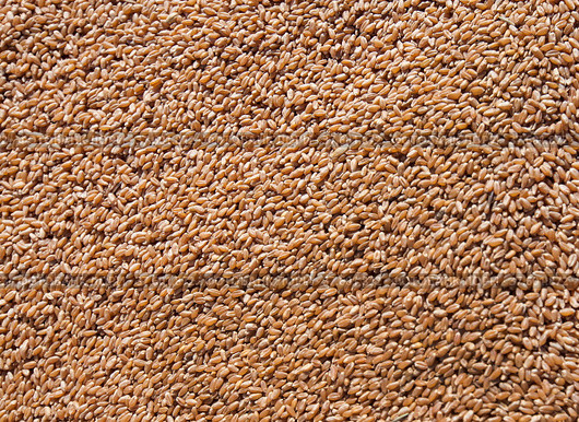 Closeup photo of wheat grain. Стоковое фото, фотограф Alexey Rezvykh / Фотобанк Лори