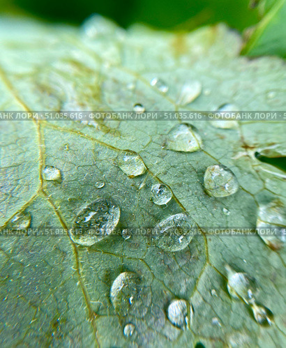 Closeup view of exquisite Water Droplets resting delicately on a Leaf Natures true Beauty. Стоковое фото, фотограф Елена Захаревич / Фотобанк Лори