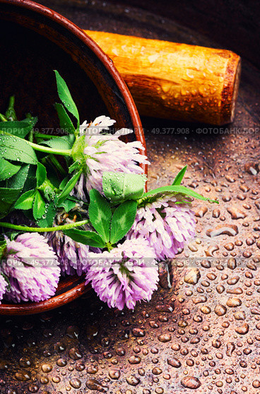 Clover or trefoil flower medicinal herbs.Healing herbs. Healing plant clover. Стоковое фото, агентство Ingram Publishing / Фотобанк Лори