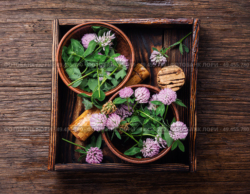 Clover or trefoil flower medicinal herbs.Healing herbs. Clover in herbal medicine. Стоковое фото, агентство Ingram Publishing / Фотобанк Лори
