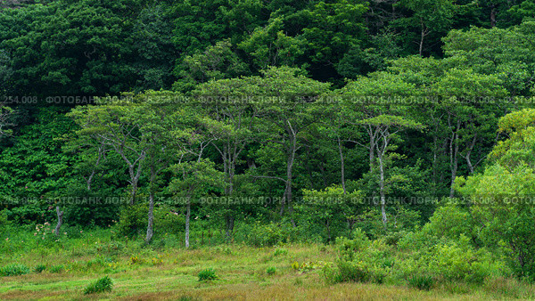Coastal forest at the foot of the volcano on the island of Kunashir in cloudy weather. Стоковое фото, фотограф Евгений Харитонов / Фотобанк Лори