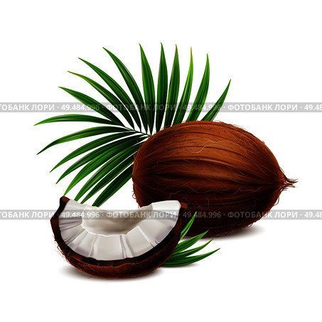 Coconut fresh whole and segment with white flesh closeup realistic composition with palm frond leaves vector illustration. Стоковая иллюстрация, агентство Ingram Publishing / Фотобанк Лори