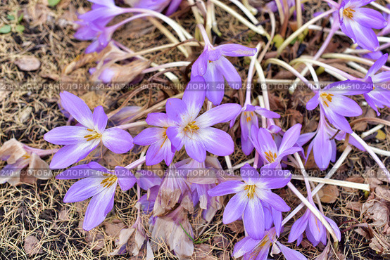 Colchicum Water Lily (Colchicum speciosum. Стоковое фото, фотограф Анна Кривицкая / Фотобанк Лори