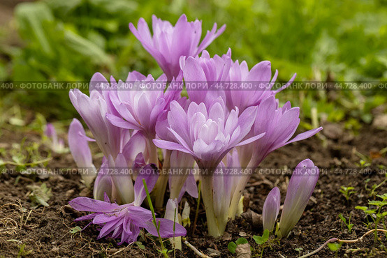 Colchicum Waterlily purple flowers in garden. Стоковое фото, фотограф Ольга Сейфутдинова / Фотобанк Лори