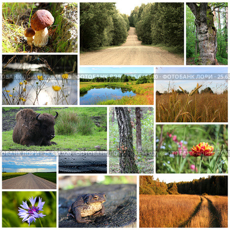 Collage of nature photos. Стоковое фото, фотограф Дмитрий Варава / Фотобанк Лори