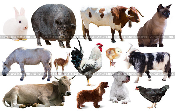 collection farm animals. Стоковое фото, фотограф Яков Филимонов / Фотобанк Лори