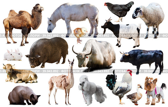 collection farm animals. Стоковое фото, фотограф Яков Филимонов / Фотобанк Лори