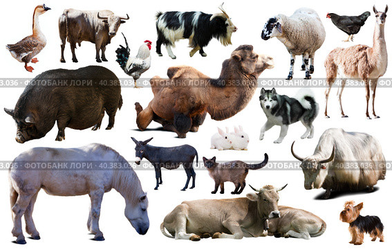 collection farm animals. Стоковое фото, фотограф Яков Филимонов / Фотобанк Лори