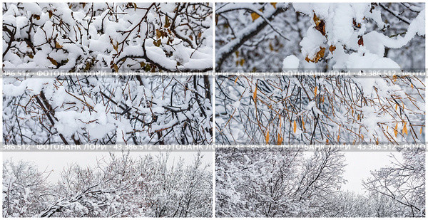 Collection of panoramic winter backgrounds. Snow on the branches of trees and bushes after a snowfall. Cold snowy weather. Snow-covered plants in a winter forest park. Cool set of fresh snow textures. Стоковое фото, фотограф Андрей Степанов / Фотобанк Лори