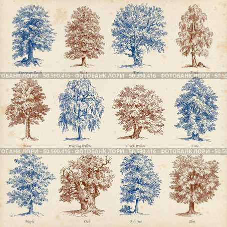 Collection of twelve illustrations of high quality engravings of common trees. Common trees illustrations set. Стоковое фото, агентство Ingram Publishing / Фотобанк Лори