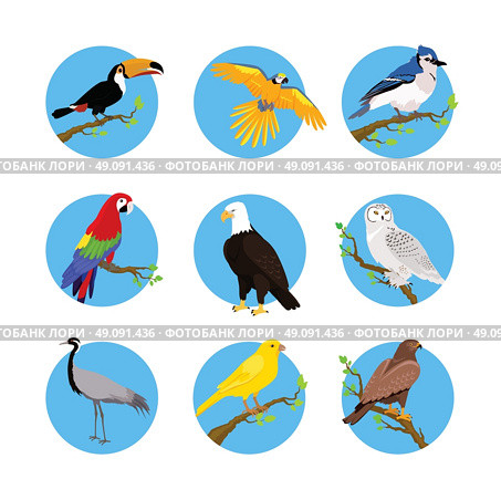 Collection of various birds flat design. Birds flying, owl and animals, bird vector, eagle wild, wildlife character, fauna and flying, toucan and zoology illustration. Стоковая иллюстрация, агентство Ingram Publishing / Фотобанк Лори