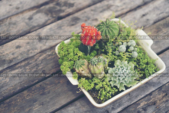 Collection of various cactus and succulent plants in different pots. Potted cactus house plants. Стоковое фото, агентство Ingram Publishing / Фотобанк Лори