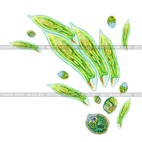 Colony of unicellular organisms. Color illustration of green bacteria. For printing books, medical and educational manuals, packaging of antiseptics and hygiene products. Life under the microscope. Стоковая иллюстрация, иллюстратор Larisa Hamukova / Фотобанк Лори