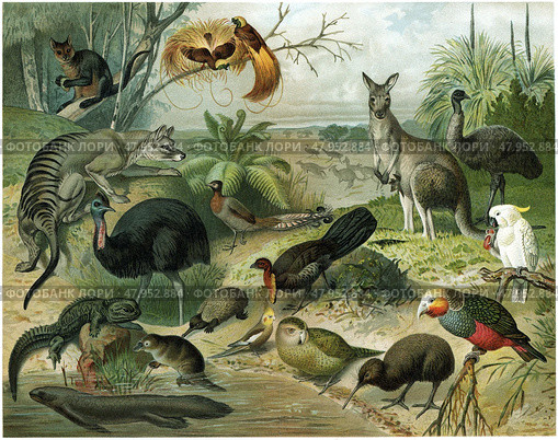 Color illustration of Australian fauna including kangaroos, emus, birds, and unique marsupials. Publication of the "Meyers encyclopedia", Vol. 6, Leipzig, Germany, 1910. Стоковая иллюстрация, иллюстратор Sergey Kohl / Фотобанк Лори