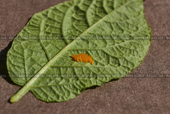 Colorado potato beetle eggs on a potato leaf are a danger to the crop. A close-up of eggs of a Colorado potato beetle on the underside of a leaf. Стоковое фото, фотограф Андрей Жигальцов / Фотобанк Лори