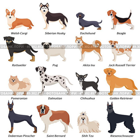 Colored Purebred Dogs Icon Set. Colored purebred dogs icon set with welsh corgi Siberian husky Rottweiler Dalmatian akita inu breeds vector illustration. Стоковая иллюстрация, агентство Ingram Publishing / Фотобанк Лори