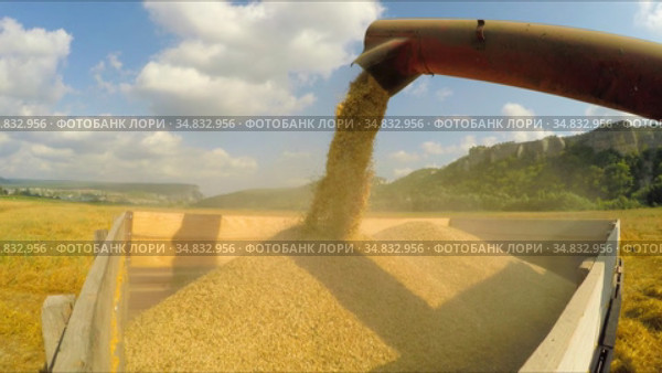 Combine Unloading Grains Into Trailer. Стоковое видео, видеограф Владимир Кравченко / Фотобанк Лори