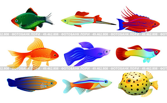Common and rare different coloration and size aquarium inhabitant specie. Goldfish and tamarin wrasse, boxfish and tetra neon vector illustration.. Common and Rare Aquarium Fish Illustration Set. Стоковая иллюстрация, агентство Ingram Publishing / Фотобанк Лори