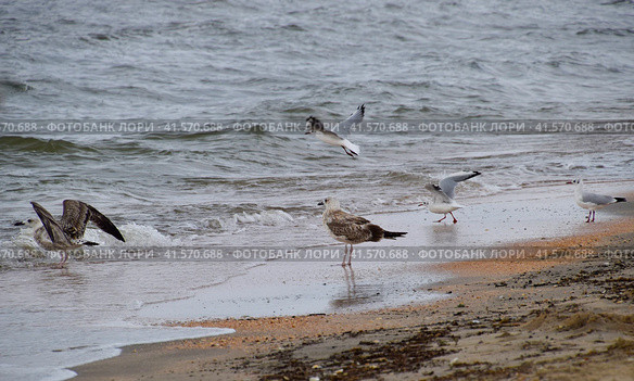 Common gulls on the beach. Seagulls looking for food. Стоковое фото, фотограф Леонид Еремейчук / Фотобанк Лори
