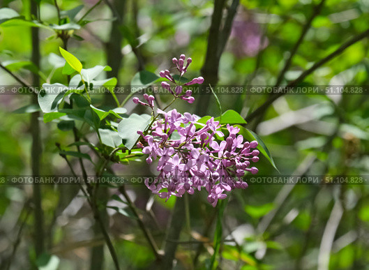 Common lilac (lat.- Syringa vulgaris) Стоковое фото, фотограф Irina Opachevsky / Фотобанк Лори
