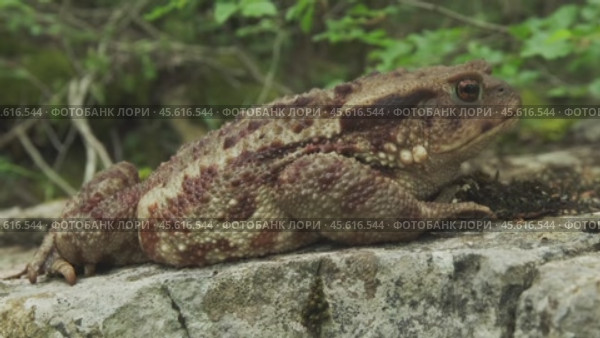 Common toad or European toad on stone. Стоковое видео, видеограф Михаил Коханчиков / Фотобанк Лори