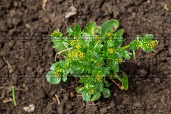 Common winter cress yellow flowers. Стоковое фото, фотограф Ольга Сейфутдинова / Фотобанк Лори