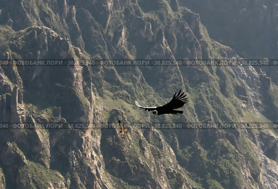 Condors above the Colca canyon at Condor Cross or Cruz Del Condor viewpoint, Chivay, Peru (2018 год). Стоковое фото, фотограф Сергей Майоров / Фотобанк Лори