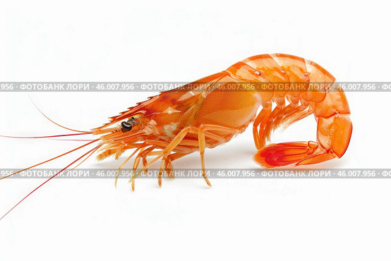 Cooked shrimp lying on white background. Стоковое AI-изображение, AI-художник Иван Рябоконь / Фотобанк Лори