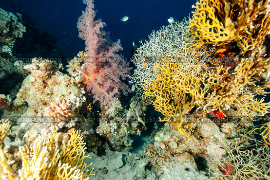 Coral Gardens Bloom in Radiant Hues of the Red Sea Depths. Стоковое фото, фотограф Aleksandr Golubev / Фотобанк Лори