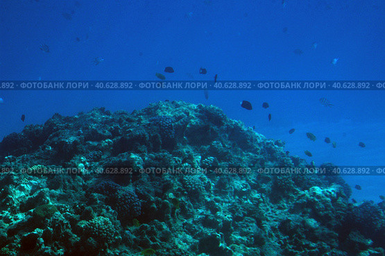 Coral reefs underwater. Стоковое фото, фотограф Анна Кривицкая / Фотобанк Лори