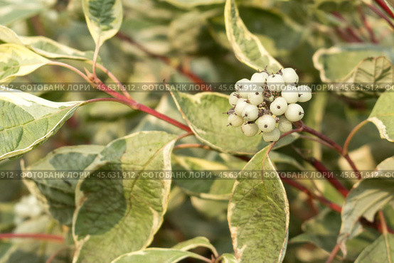 Cornus alba Argenteomarginata, Cornaceae, white and green leaves. Deren Argenteomarginata covered with snow, close-up. Стоковое фото, фотограф Татьяна Васильева / Фотобанк Лори