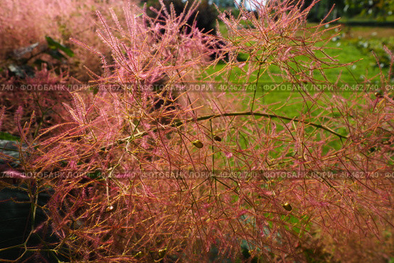 Cotinus coggygria, syn. Rhus cotinus, the European smoketree, Eurasian smoketree, smoke tree, smoke bush, Venetian sumach, or dyer's sumach, is a species of flowering plant in the family Anacardiaceae. Стоковое фото, фотограф Юлия Петровская / Фотобанк Лори