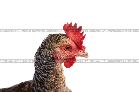 Coucou Cou Marans hen original from France on white background. Стоковое фото, агентство Ingram Publishing / Фотобанк Лори