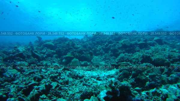 Couple filefish swims over coral reef, Scrawled Filefish, Broomtail Filefish or Scribbled Leatherjacket - Aluterus scriptus. Indian Ocean, Fuvahmulah island, Maldives, Asia (2018 год). Стоковое видео, видеограф Некрасов Андрей / Фотобанк Лори