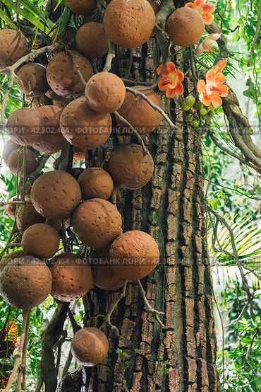 Couroupita guianensis tree known as cannonball tree with flowers close up. Стоковое фото, фотограф Татьяна Терехина / Фотобанк Лори
