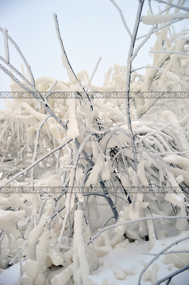 Covered with a large layer of ice tree branches. Стоковое фото, фотограф Анна Кривицкая / Фотобанк Лори
