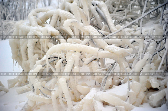 Covered with a large layer of ice tree branches. Стоковое фото, фотограф Анна Кривицкая / Фотобанк Лори