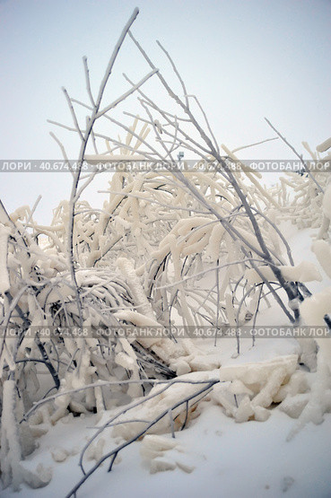 Covered with a large layer of ice tree branches. Стоковое фото, фотограф Анна Кривицкая / Фотобанк Лори