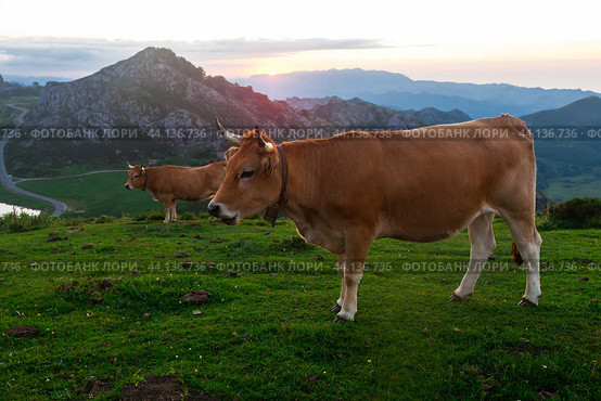 Cow of the Asturian mountain breed sits on a meadow in a national park at dawn. Стоковое фото, фотограф Татьяна Яцевич / Фотобанк Лори