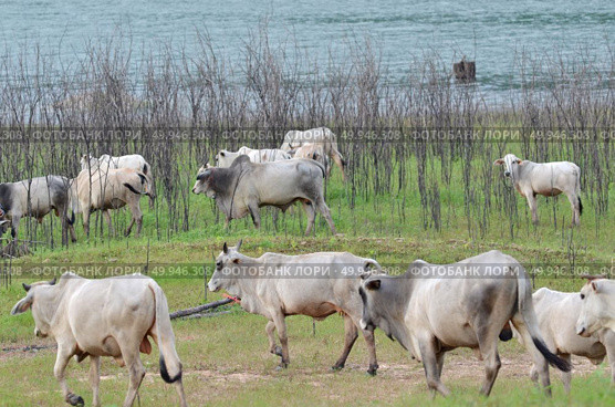 Cows in a meadow in the riverside, Thailand. Стоковое фото, агентство Ingram Publishing / Фотобанк Лори