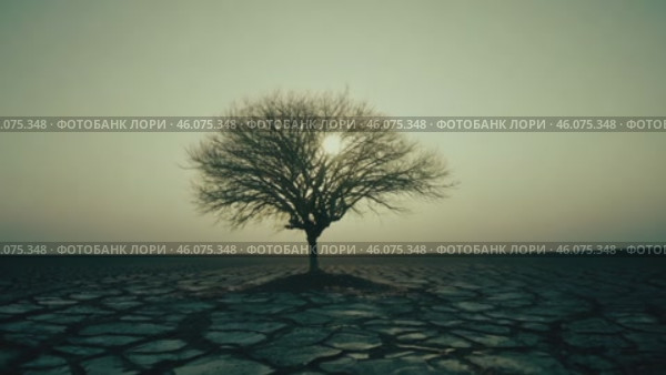 Cracked desert land with tumbleweed. Water problems, global warming, drought, water shortage in the world, health problems, poverty and misery in countries. Climate change: from friendship to green grove. Стоковое AI-видео, аниматор ALLA YURTAYEVA / Фотобанк Лори