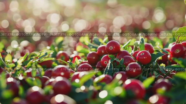 Cranberries growing. Red cranberry grows on a bog among green moss. Sunny autumn day. Vaccinium oxycoccos berries plantation farming. Lingonberry. Close-up of a bush of berry with green leaves. Стоковое AI-видео, аниматор Марина Демидюк / Фотобанк Лори