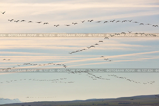 Cranes birds (Grullas) flying in group close to fields in Gallocanta. Стоковое фото, фотограф Яков Филимонов / Фотобанк Лори
