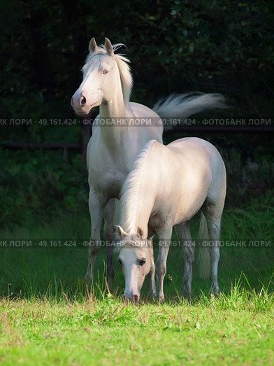 cream ride ponys grazing in paddock. Стоковое фото, агентство Ingram Publishing / Фотобанк Лори