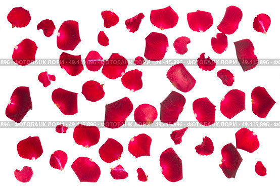 crimson red fresh rose petals isolated on white background. Стоковое фото, агентство Ingram Publishing / Фотобанк Лори